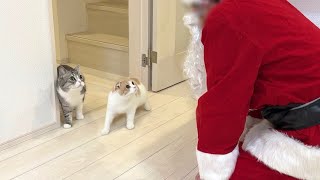 クリスマスにサンタさんが家に来たときの猫たちの反応がかわいすぎたw