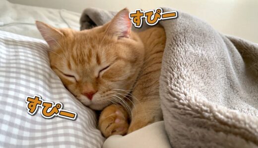 寝息をたてながら人間みたいに爆睡する猫が可愛すぎて動けません！