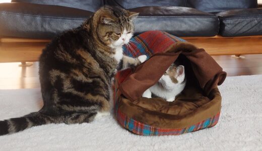 大好評につき満員御礼な新ベッドとねこ。-The new cat bed is very popular and thanks for the full house.-