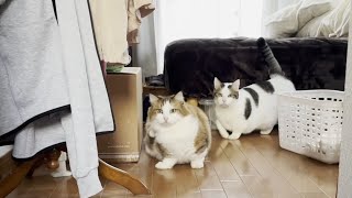 お母さんの隙をついて寝室に集団で乱入する猫