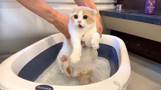 お風呂大好きな猫を半年ぶりに洗おうとしたらまさかのこうなっちゃいました…