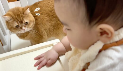 【尊い…】不安定な赤ちゃんを心配そうに見守る猫