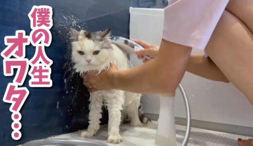 【地獄】長毛猫をお風呂に入れたらとんでもない事になりました…【関西弁でしゃべる猫】【猫アテレコ】