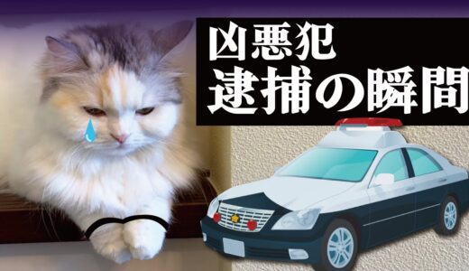 ついに史上最悪の極悪事件を起こした凶悪猫を逮捕しました！！【関西弁でしゃべる猫】【猫アテレコ】