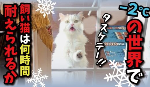 氷点下の世界で飼い猫は生きていけるのか…！？【関西弁でしゃべる猫】【猫アテレコ】