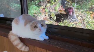 旅館の窓に猿がやってきたら猫がまさかのこうなっちゃいました…w