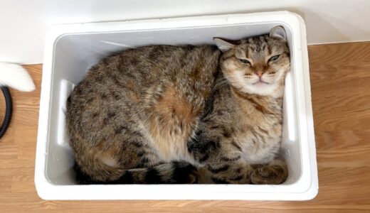 今年も猫が箱詰めされる季節になりました。