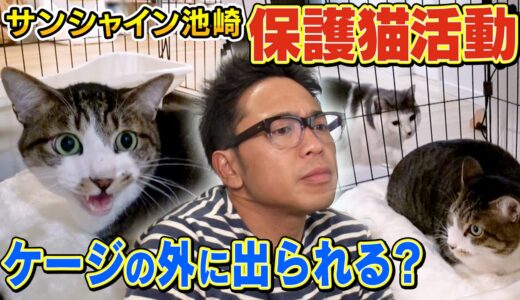 【猫おじさん】サンシャイン池崎さんの家に来た新入り佐吉が遂にケージの外へ！【保護猫活動】