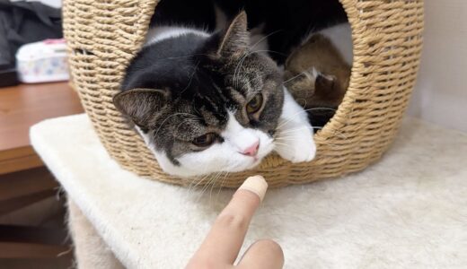 【緊急速報】息子猫が原因でおっさんが負傷しました！
