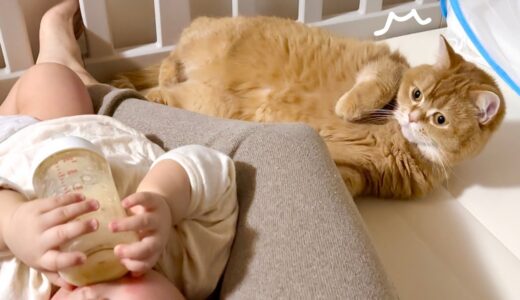 赤ちゃんの子守中に居眠りしてしまった猫が焦って…
