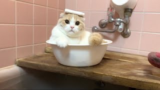 ばあばの家のお風呂が気に入った猫がついにこうなっちゃいました…笑