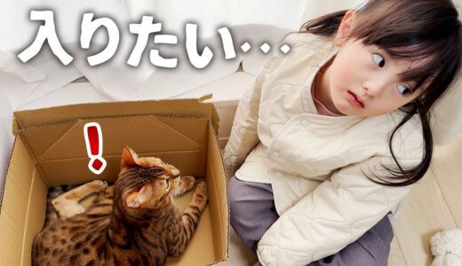 箱に入りたい猫と4歳娘。箱の中では凶暴化するも妹分には優しさを見せる噛みつき猫