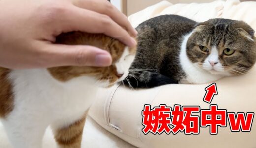 【検証】ぽこ太郎の前で息子猫を可愛がったら嫉妬するのか！？