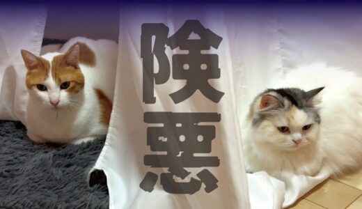 先住猫と後輩猫がかなりモメてるみたいです…【関西弁でしゃべる猫】【猫アテレコ】