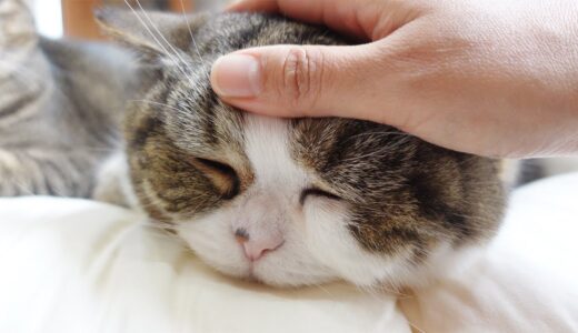 ふかふかのお布団でおネムになっちゃったねこ。-Cats become sleepy on the fluffy Japanese floor mattress.-