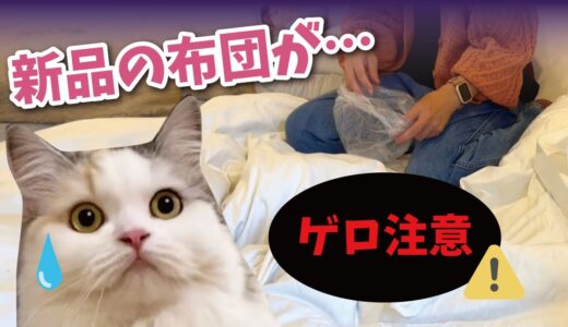 【悲報】買ったばかりの布団の上にゲ○を吐かれてしまいました…【関西弁でしゃべる猫】【猫アテレコ】
