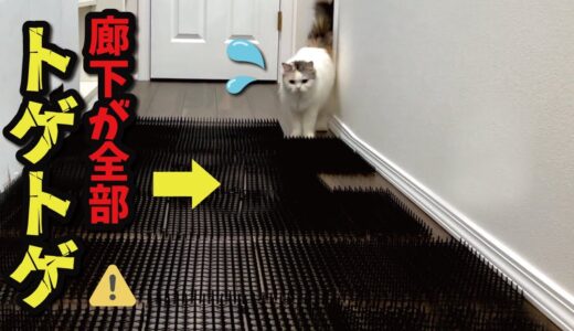 廊下が全部100均の猫よけだった時の猫の反応がまさかすぎた…【関西弁でしゃべる猫】【猫アテレコ】