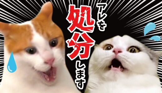 断捨離しすぎたら猫がこうなりました【関西弁でしゃべる猫】【猫アテレコ】