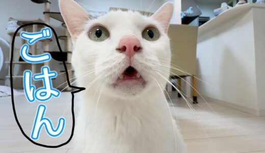 完璧な日本語で「ごはん」と喋る猫チロさん