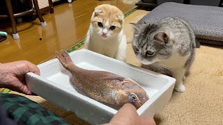猫たちの前で初めて魚を捌いてみたらまさかのこうなっちゃいました…笑