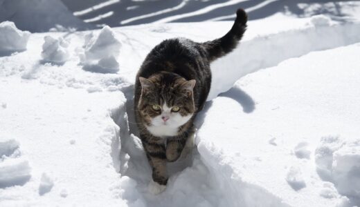 雪の小路を歩くねこ。-Maru walks on a snow path.-