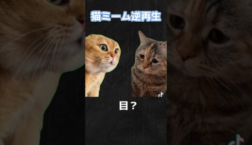 猫ミーム逆再生＋空耳集#shorts#ネタ #chipichipi #ねこ #流行 #ヤギ#かわいい猫