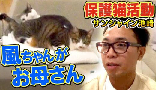 【池崎家の先住猫】風ちゃんが新入り猫佐吉の母親になりました【保護猫活動】