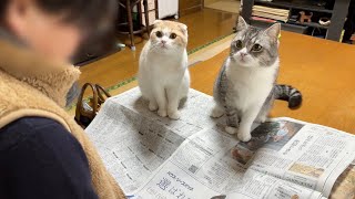 ばあばが新聞を読んでたら遊んでほしい猫たちが集まってきてこうなってました…笑