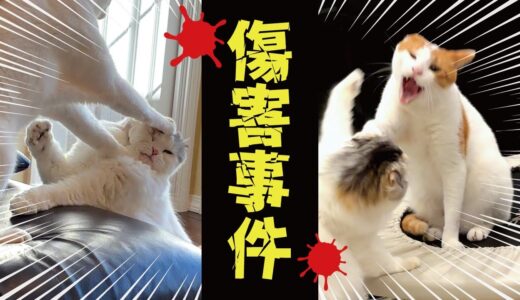 最近猫たちの様子がおかしくなった気がします…【関西弁でしゃべる猫】【猫アテレコ】