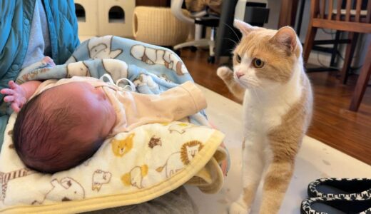 赤ちゃんを初めて見た猫の反応が可愛かった　838話