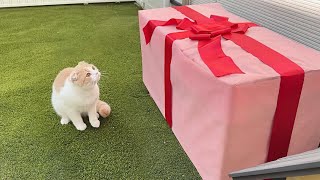 生まれて初めて誕生日プレゼントをもらった猫が大喜びでかわいすぎました笑