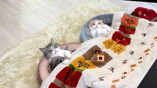 こたつに猫ベッドを置いたら猫たちが極楽すぎてこうなってました…笑