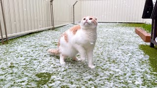 生まれて初めて雪が降ってきたのを見た猫が大喜びでこうなっちゃいましたw
