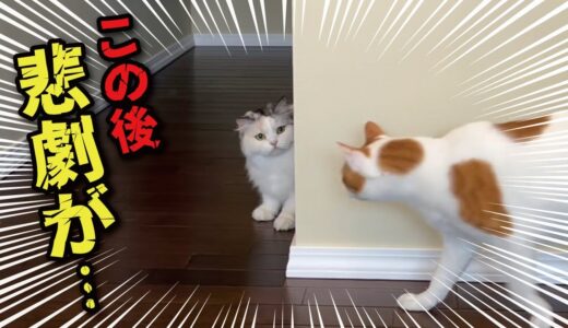 ウソをつく猫には天罰がくだされます【関西弁でしゃべる猫】【猫アテレコ】