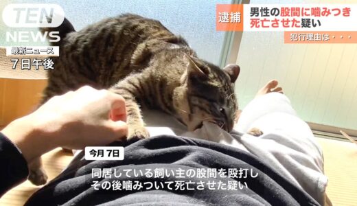 【速報】猫に股間を噛まれた男性が死亡...