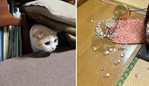 【悲報】ばあばの家で暴れて花瓶を割っちゃった猫が大変なことになりました…
