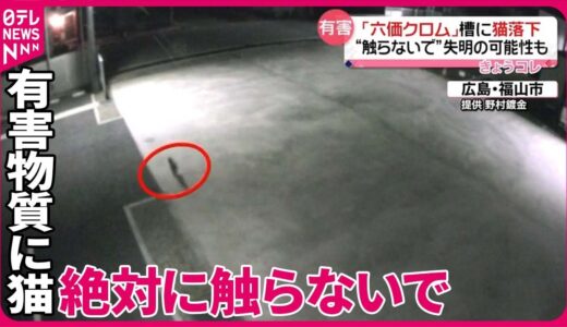 【「六価クロム」槽に猫が落下】そのまま逃げたか  絶対に触らないで…失明の可能性も  広島・福山市