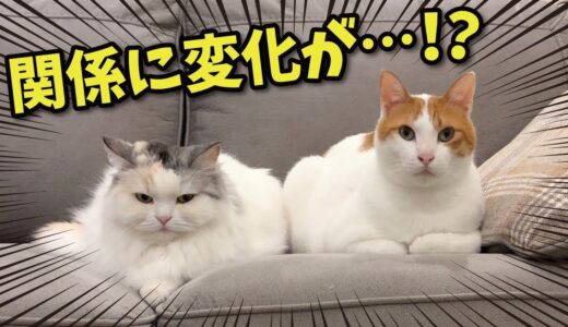 あんなに大喧嘩していた猫たちがついにこうなりました【関西弁でしゃべる猫】【猫アテレコ】