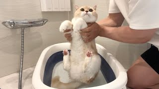 2年ぶりに猫をお風呂で洗おうとしたらこうなっちゃいました…