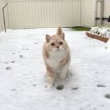 生まれて初めて雪の上を歩いた猫のリアクションがかわいすぎましたwww