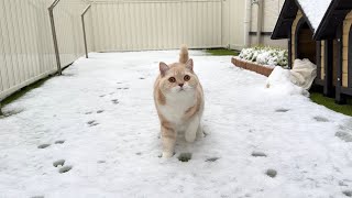 生まれて初めて雪の上を歩いた猫のリアクションがかわいすぎましたwww