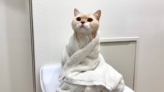 お風呂上がりの猫を乾かしてたら気持ち良すぎてこうなっちゃいました…笑