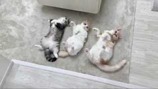 一日中遊びすぎて疲れ果てた猫たちが床で仲良くこうなってました…笑