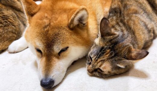猫に愛されすぎた柴犬の周りは猫でいっぱい