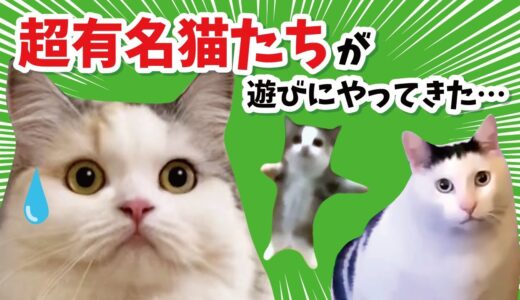猫ミームVS関西弁をしゃべる猫【関西弁でしゃべる猫】【猫アテレコ】