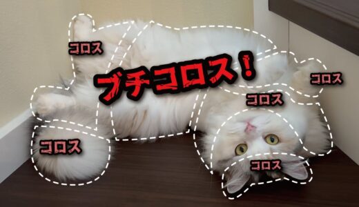 【悲報】最恐猫のおさわりマップが大変なことになってました【関西弁でしゃべる猫】【猫アテレコ】