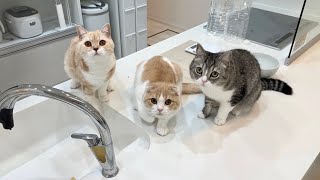 キッチンでのイタズラが見つかったときの猫たちの反応がかわいすぎましたwww
