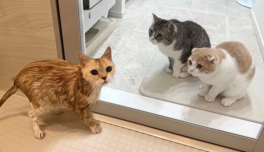 風呂に入って小さくなっちゃった兄弟を見たら猫たちがこうなっちゃいました…