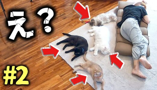 【モニタリング】主が寝ている時、猫は何をしているのか？Part2