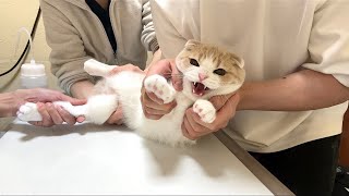 病院で大嫌いな注射をされたら猫が本気で怒って大変なことになりました…
